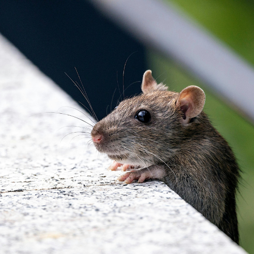 A brown rat peeks over a gray stone wall, ears perked, whiskers extended.