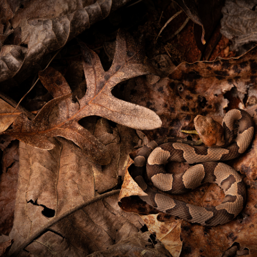 Copperhead snake camouflaged among brown fallen leaves.