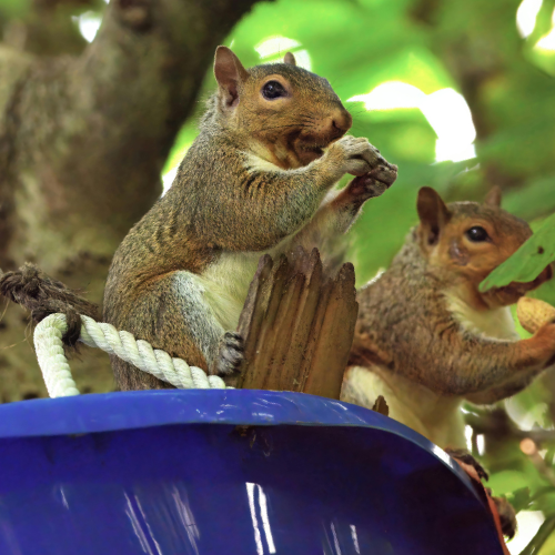 Two squirrels on blue swing; one eating nut, the other looking on.