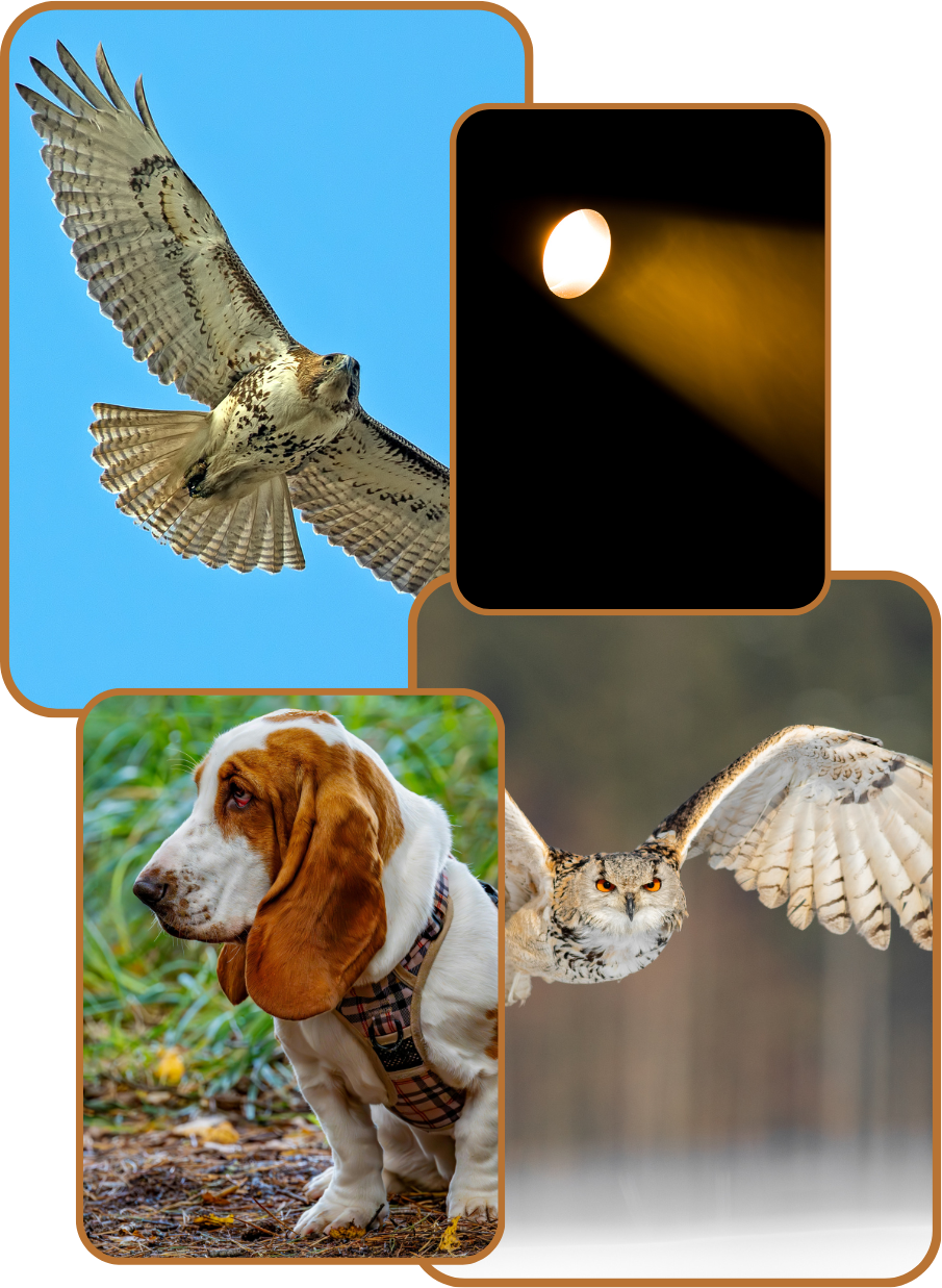 Hawk in flight, dog in the forest, owl soaring, and a spotlight in darkness.