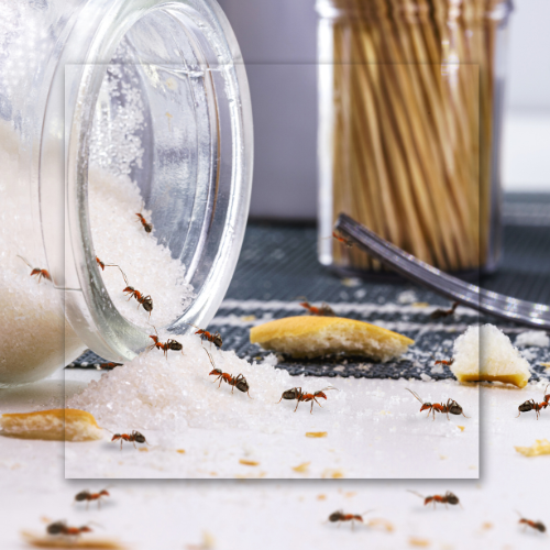 Ants swarming spilled sugar from a tipped jar on a white surface.
