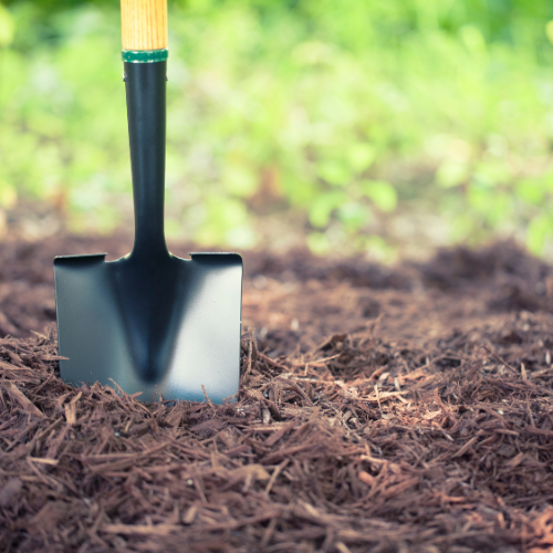 Shovel standing in a pile of dark mulch in a garden with blurred greenery in the background.