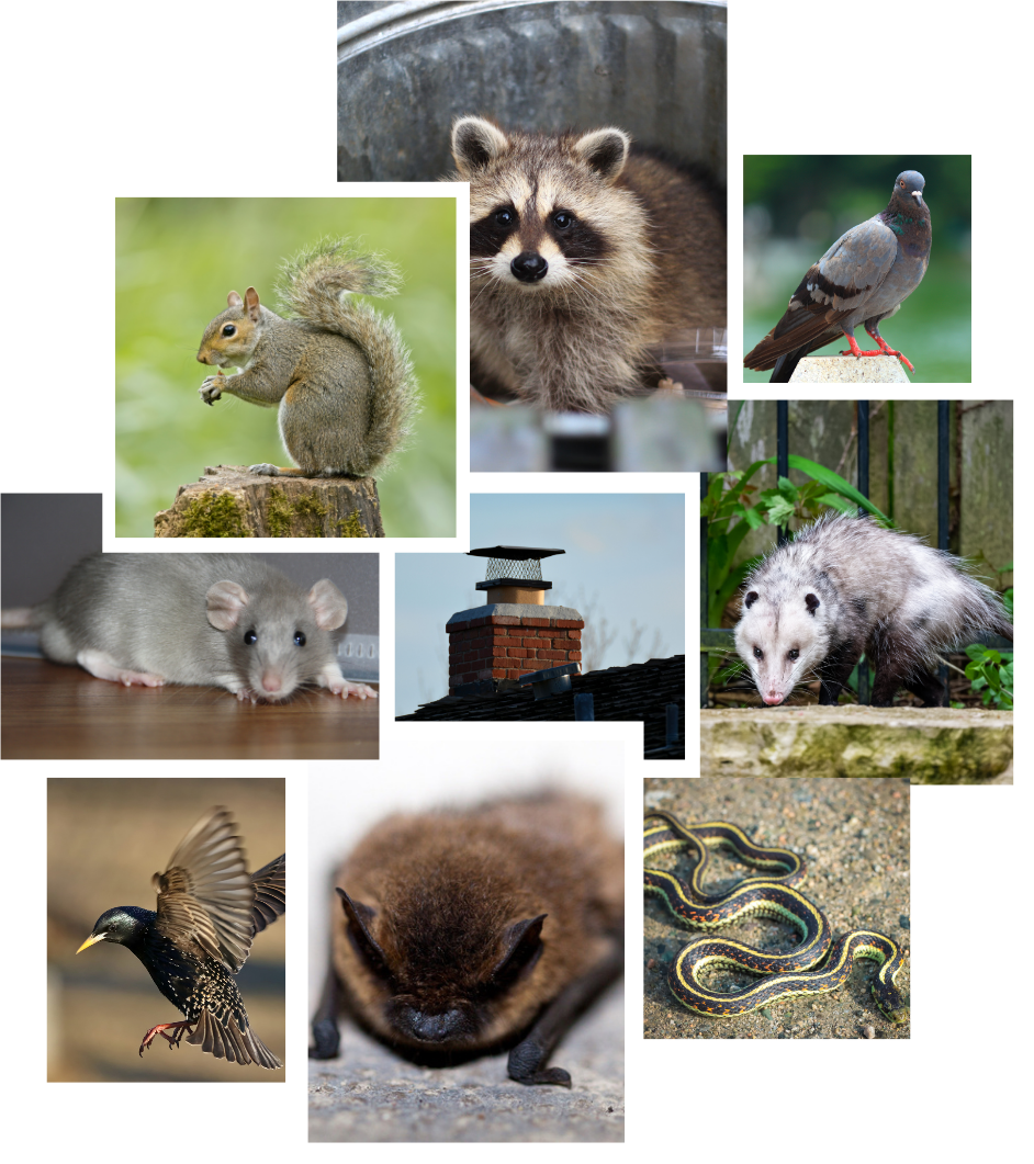 Collage of common pests: raccoon, squirrel, rat, bird, bat, snakes, and possum, likely outdoors.