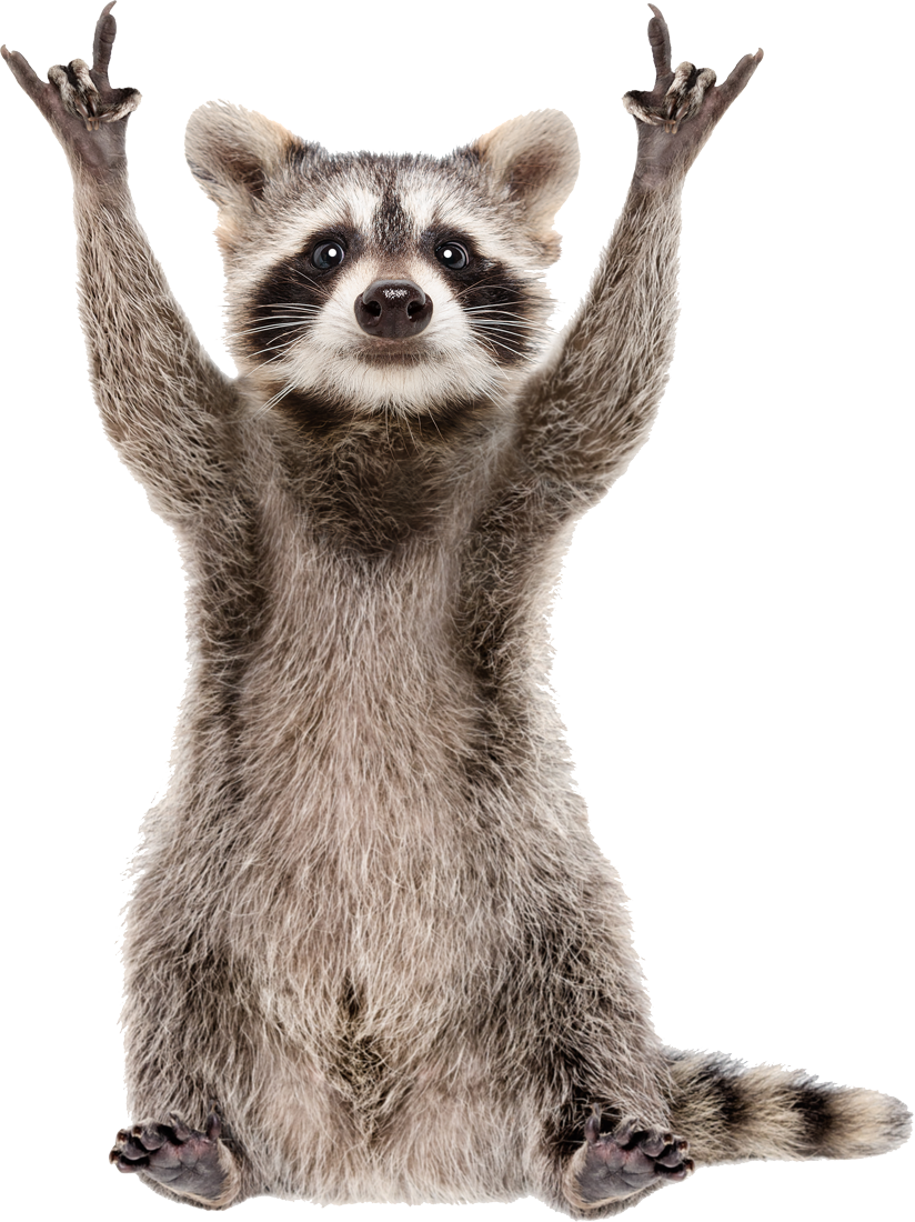 Raccoon sitting upright, raising hands with 