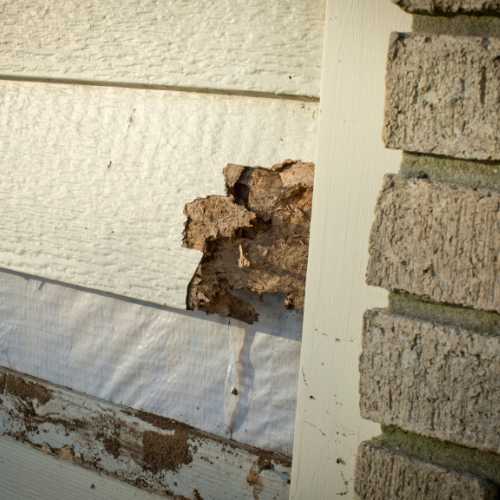 Damage to siding and wooden trim, possibly due to termites, next to brick.