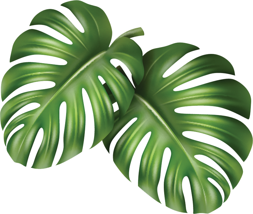 Two green monstera leaves on a white background