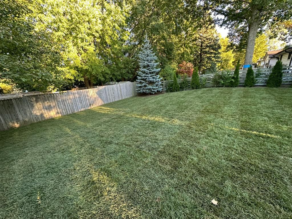 Sunlit backyard lawn with a stone fence, evergreen trees, and a sloped grassy hill