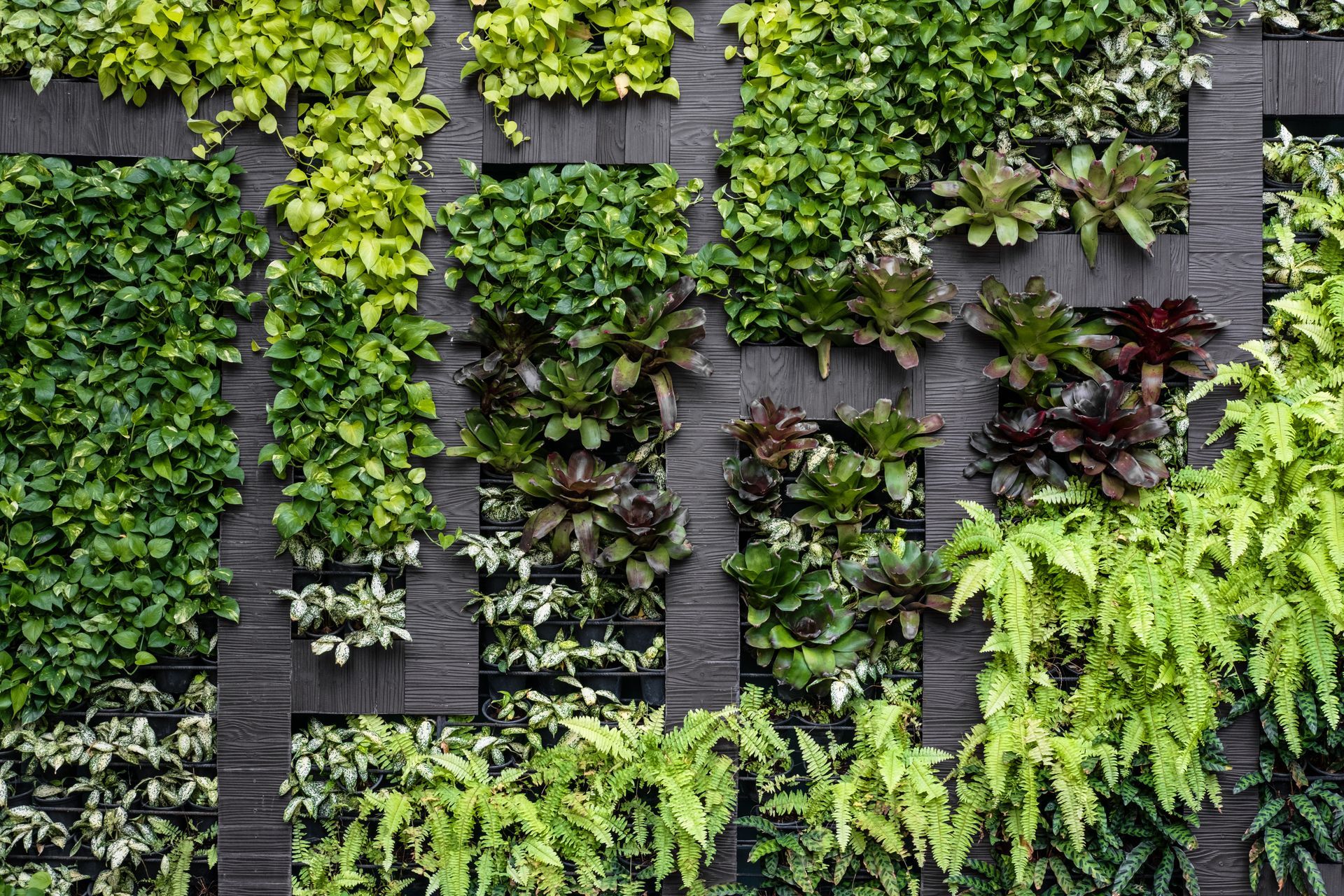 A wall filled with lots of different types of plants.