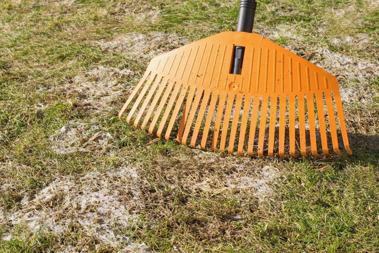 Orange plastic lawn rake on grass.