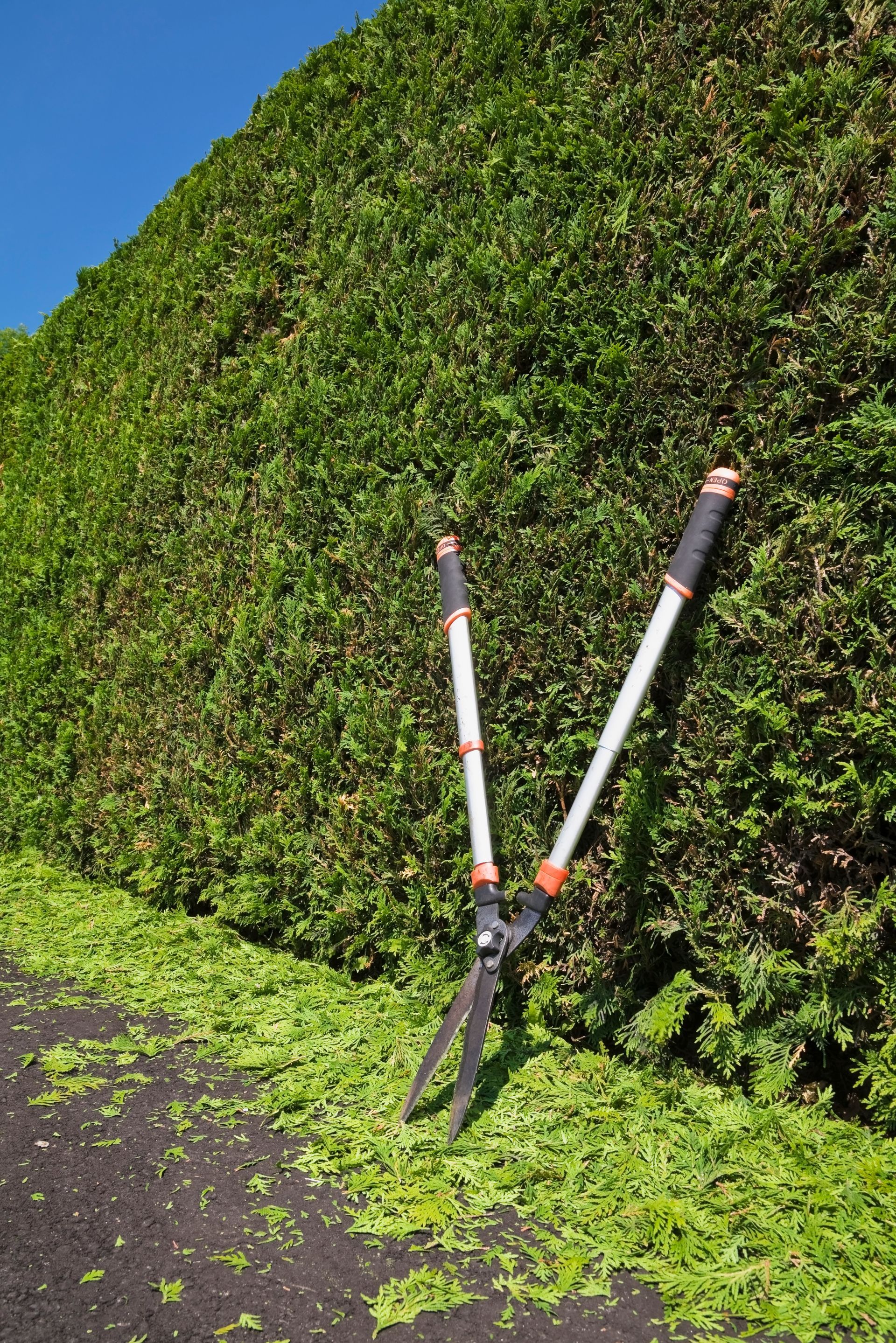 hedges with shears