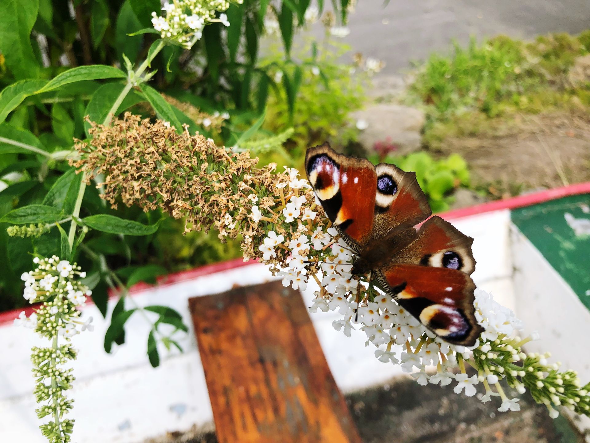 A butterfly is perched on a white flower.