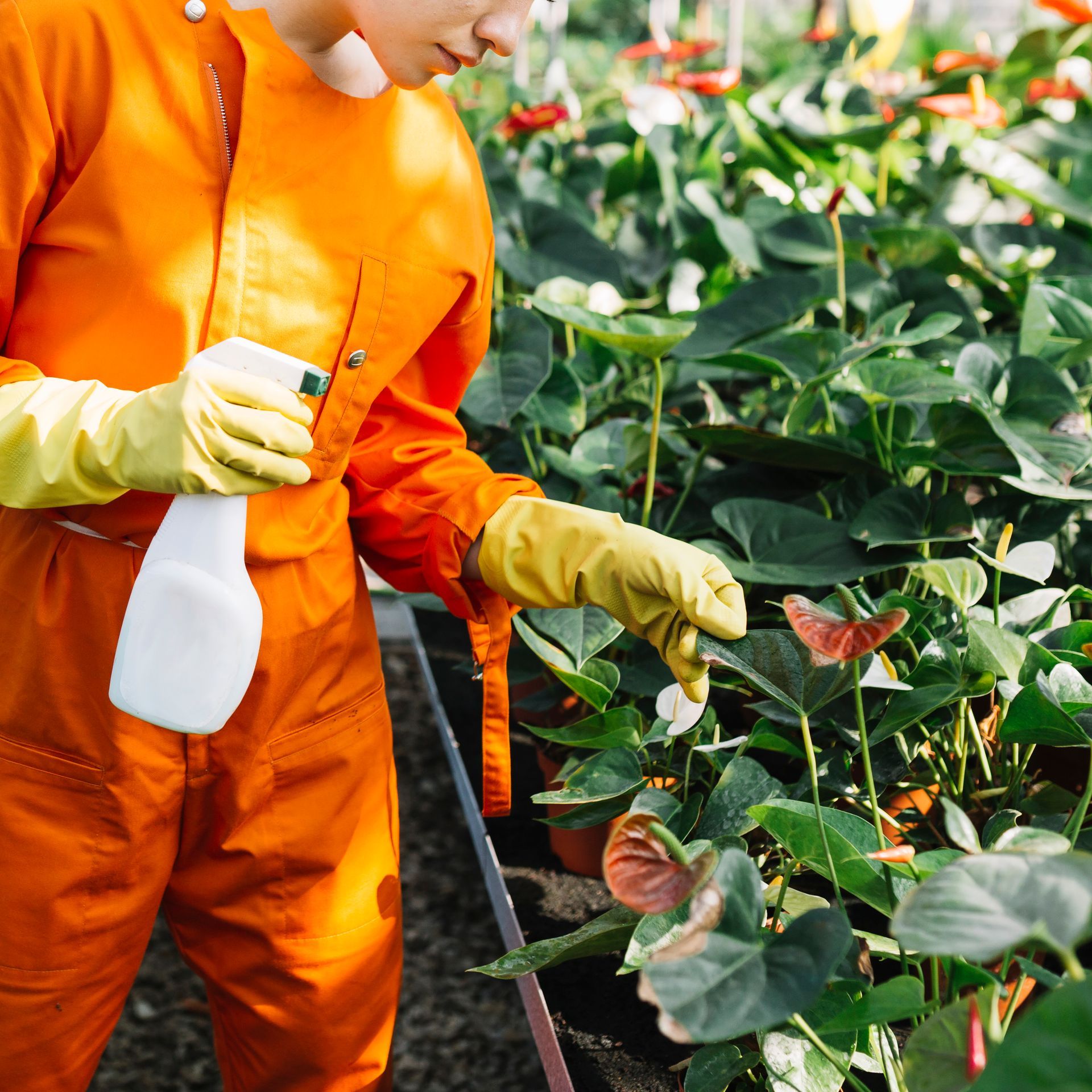 Person in orange jumpsuit and yellow gloves spraying plants in a greenhouse; butterfly visible.