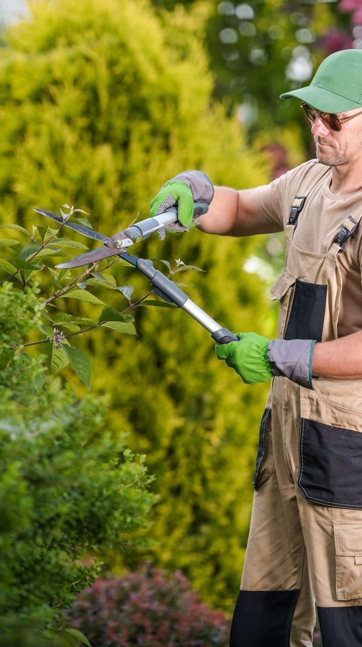 A man is cutting a tree with a pair of scissors.