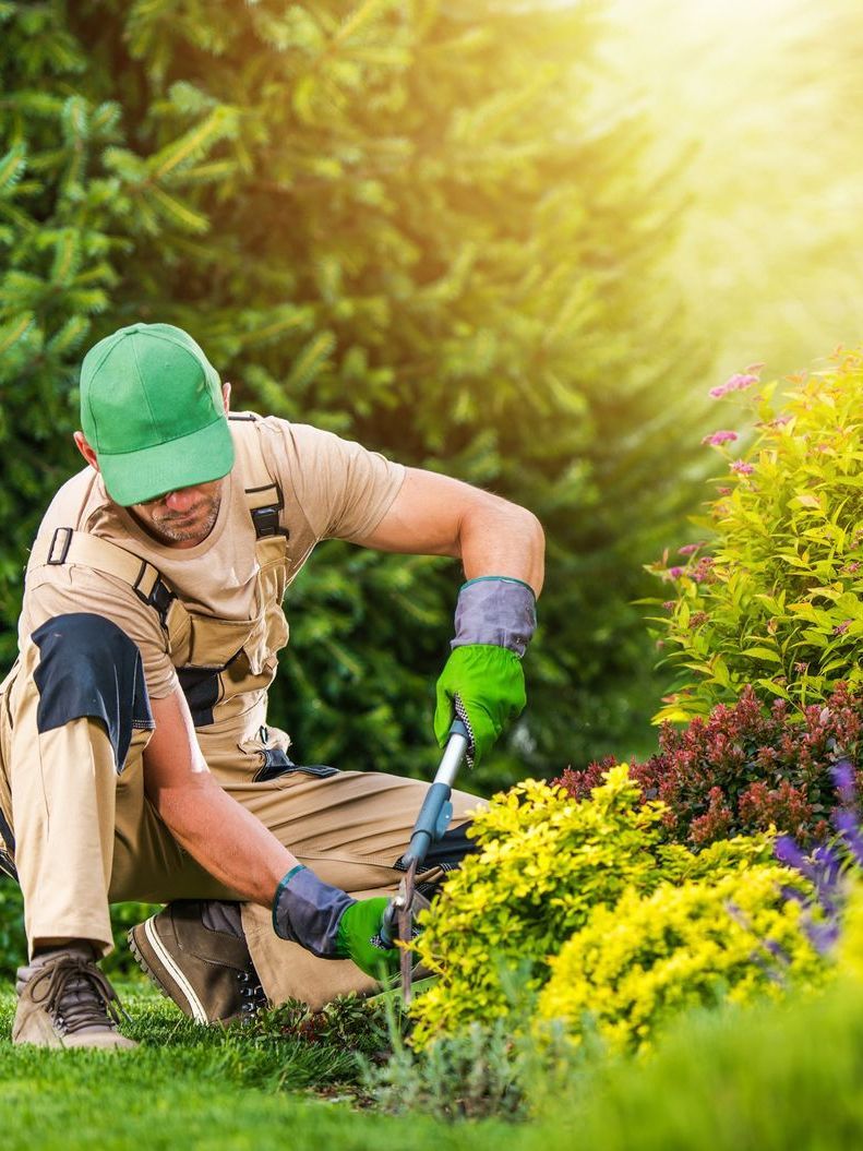 A man is kneeling down in a garden cutting flowers.