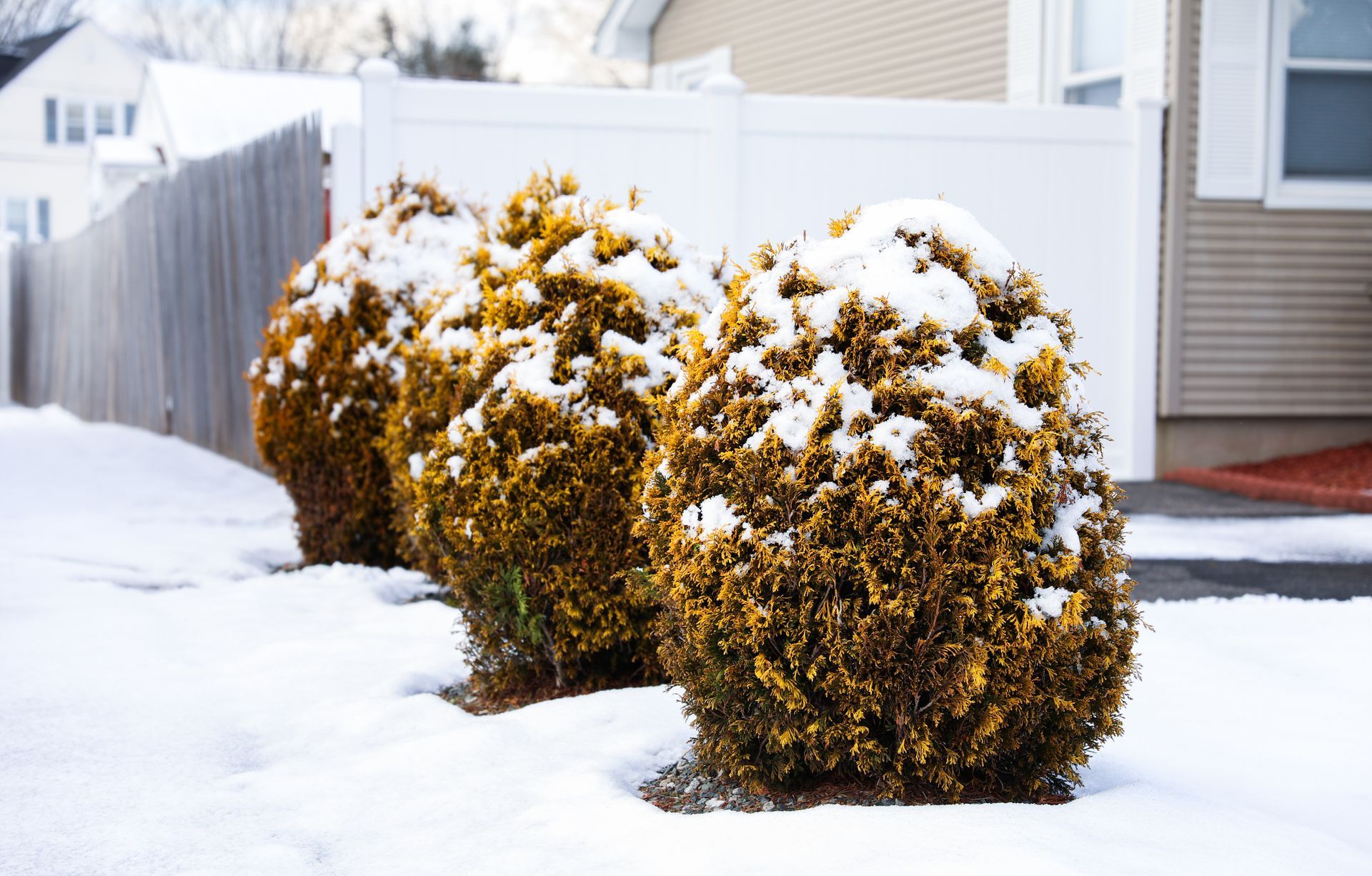 A row of bushes covered in snow in front of a house