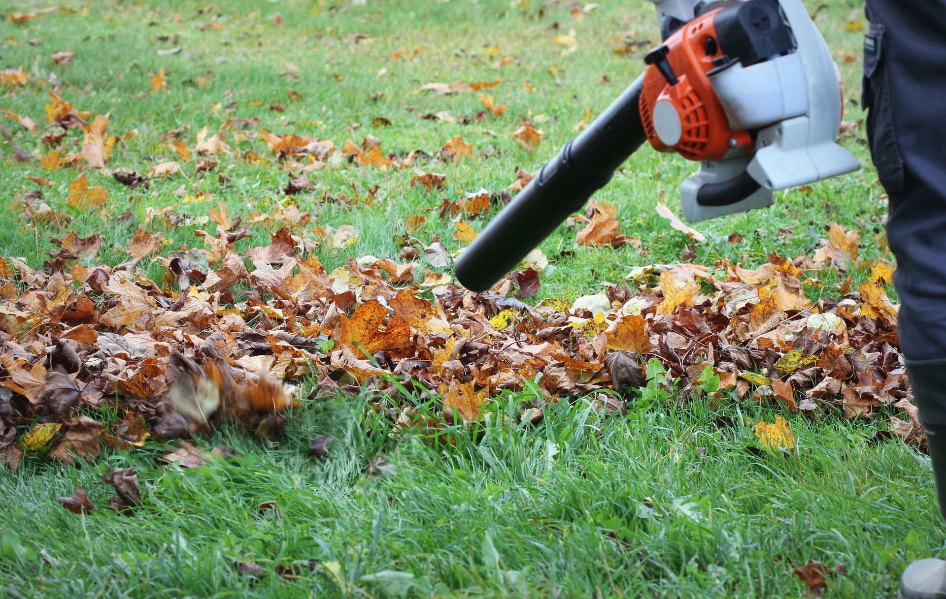 Person using a leaf blower to move fallen leaves on a green lawn. The blower is orange and gray.