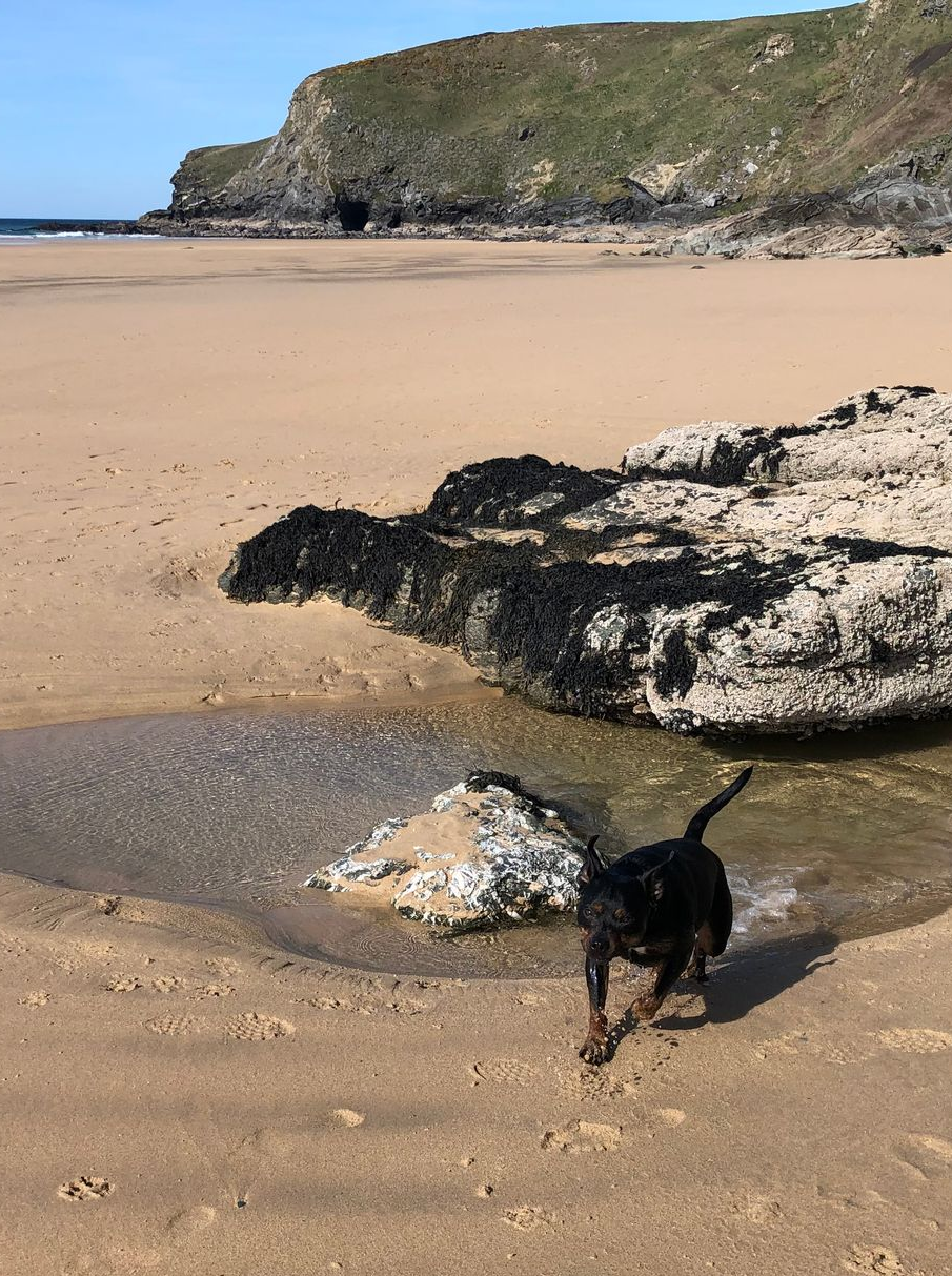 Black dog running on sandy beach towards viewer, rocks and cliff in background.