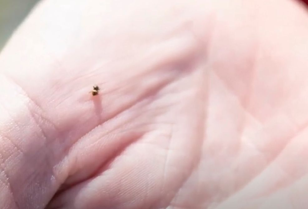 Chinch Bug size