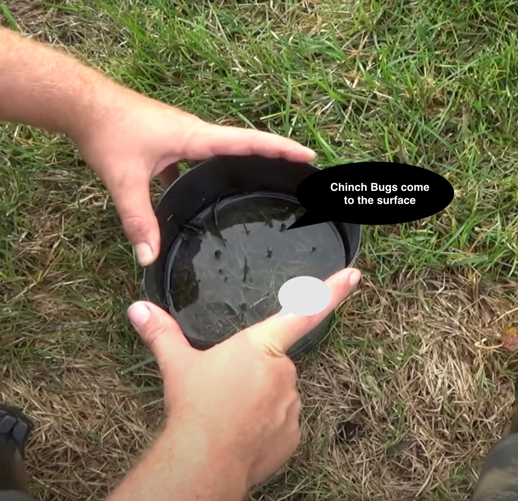 method to detect Chinch bugs method to detect Chinch bugs