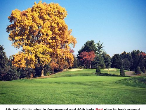 Golf course with a large tree in fall colors, clear blue sky.