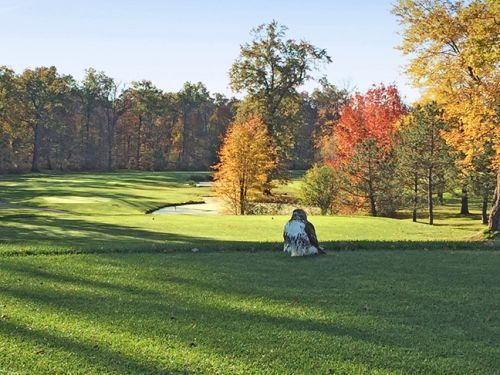 Person sitting on grass, looking towards a golf course with autumn foliage in background.