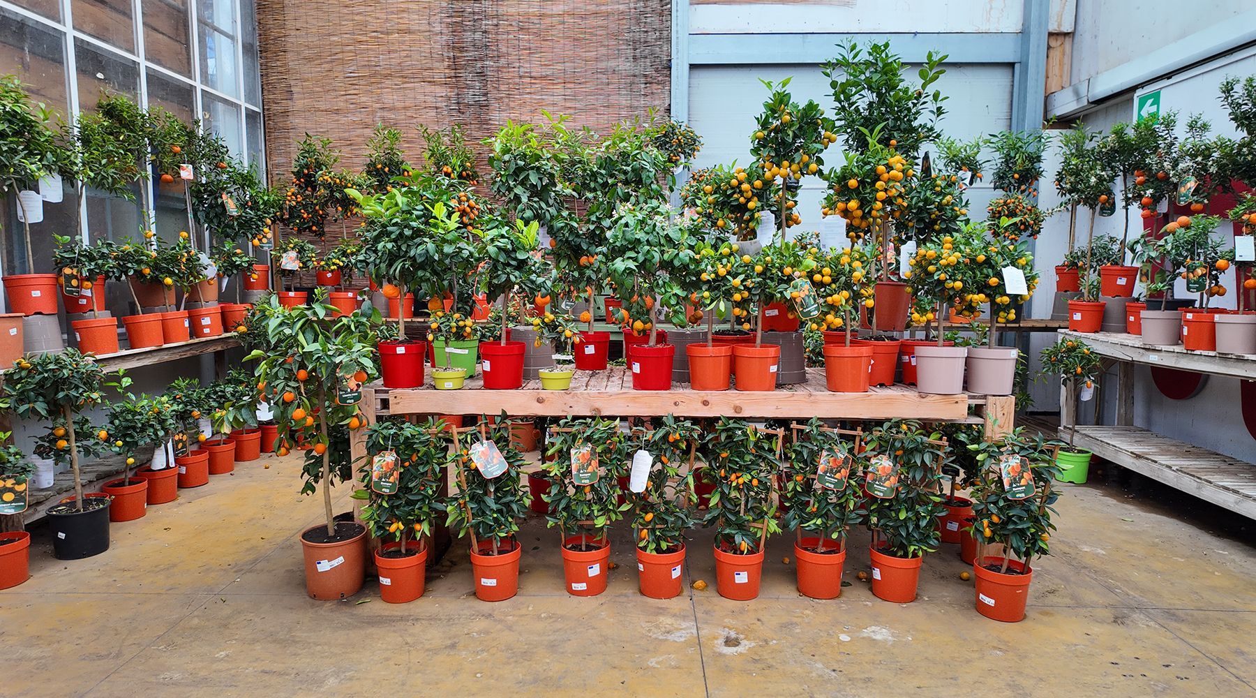 alberi da frutto: agrumi