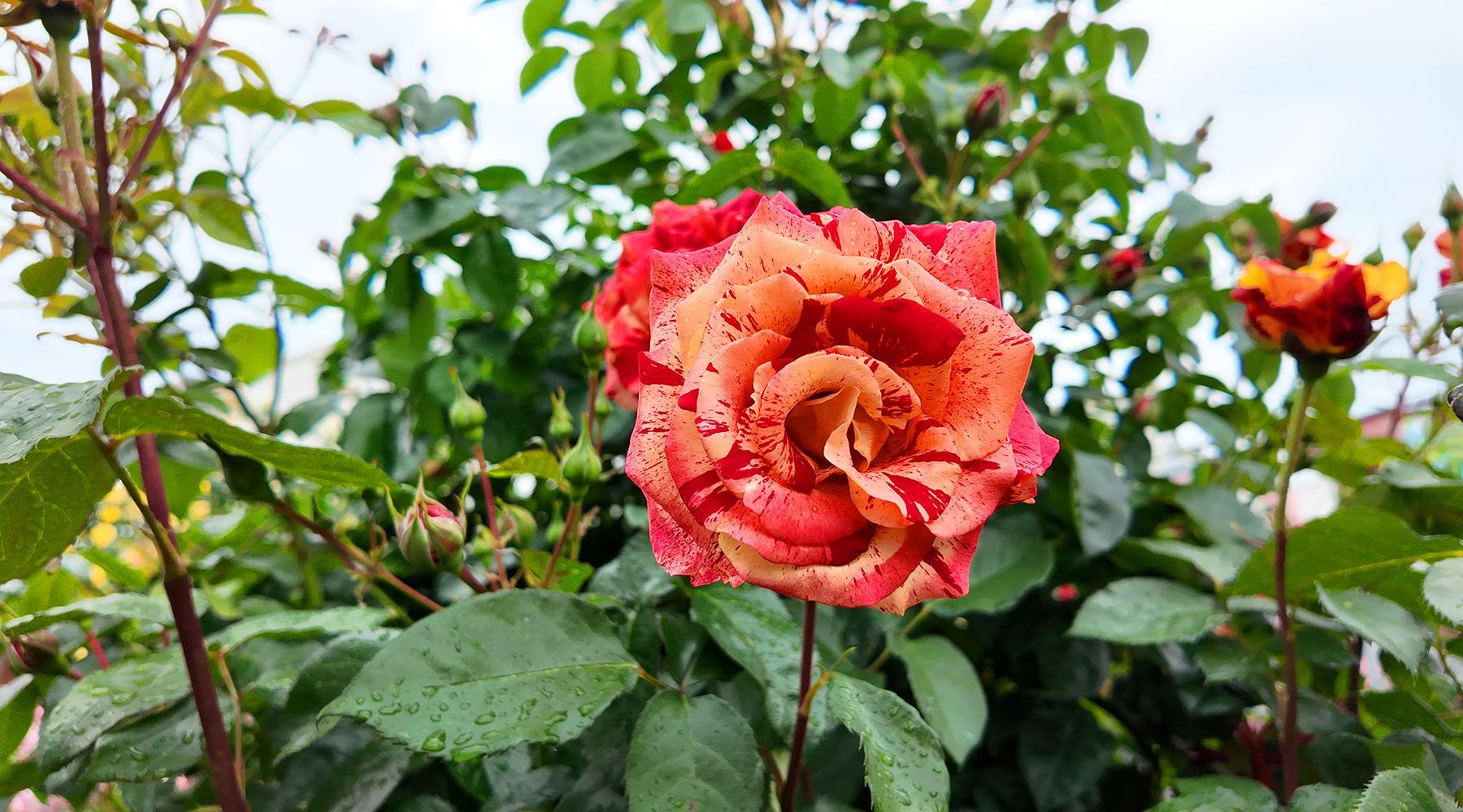 il vivaio delle rose
