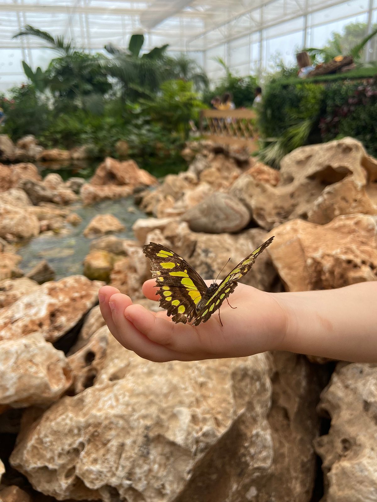 visite scolastiche casa delle farfalle