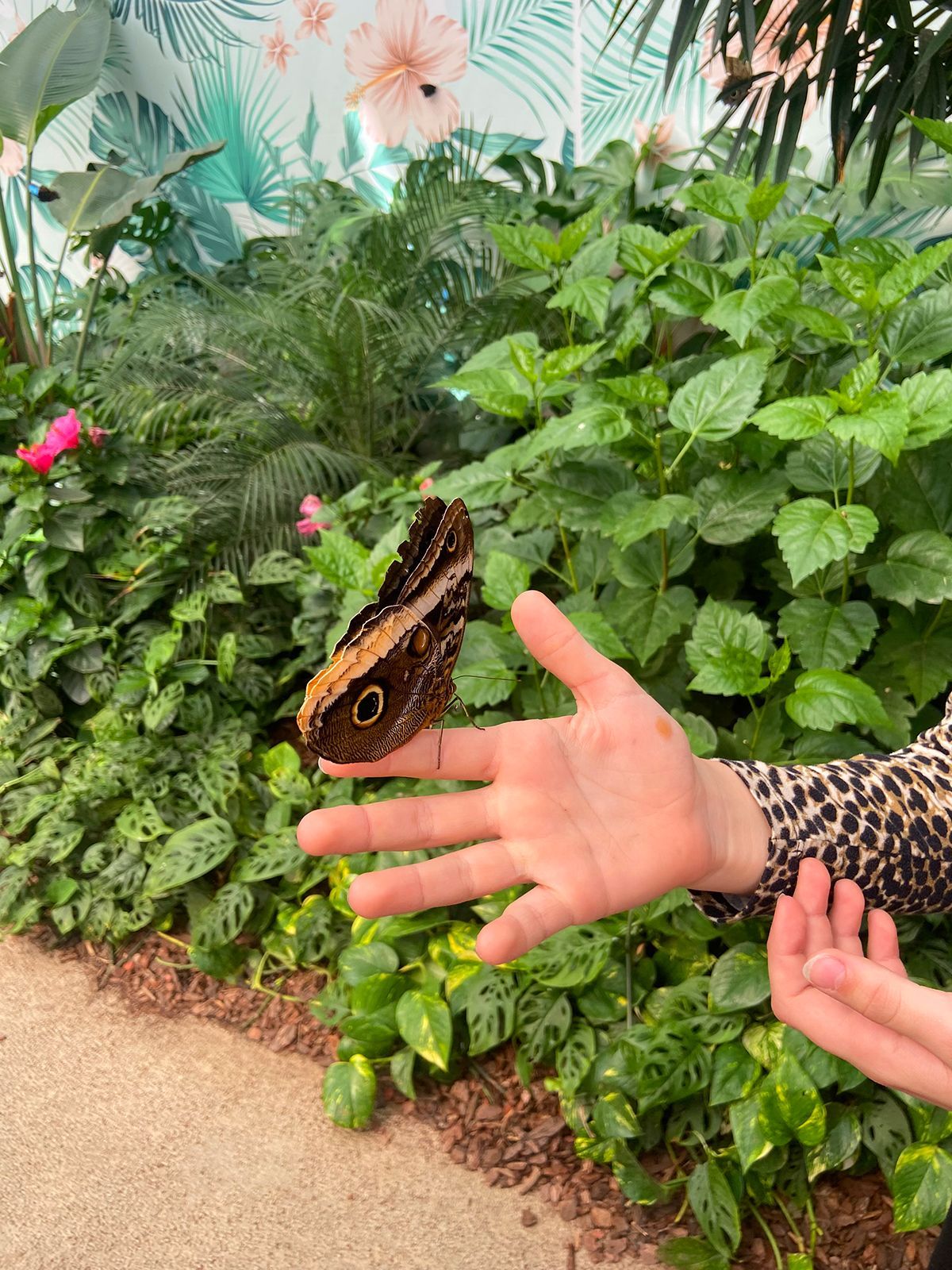 visite scolastiche casa delle farfalle