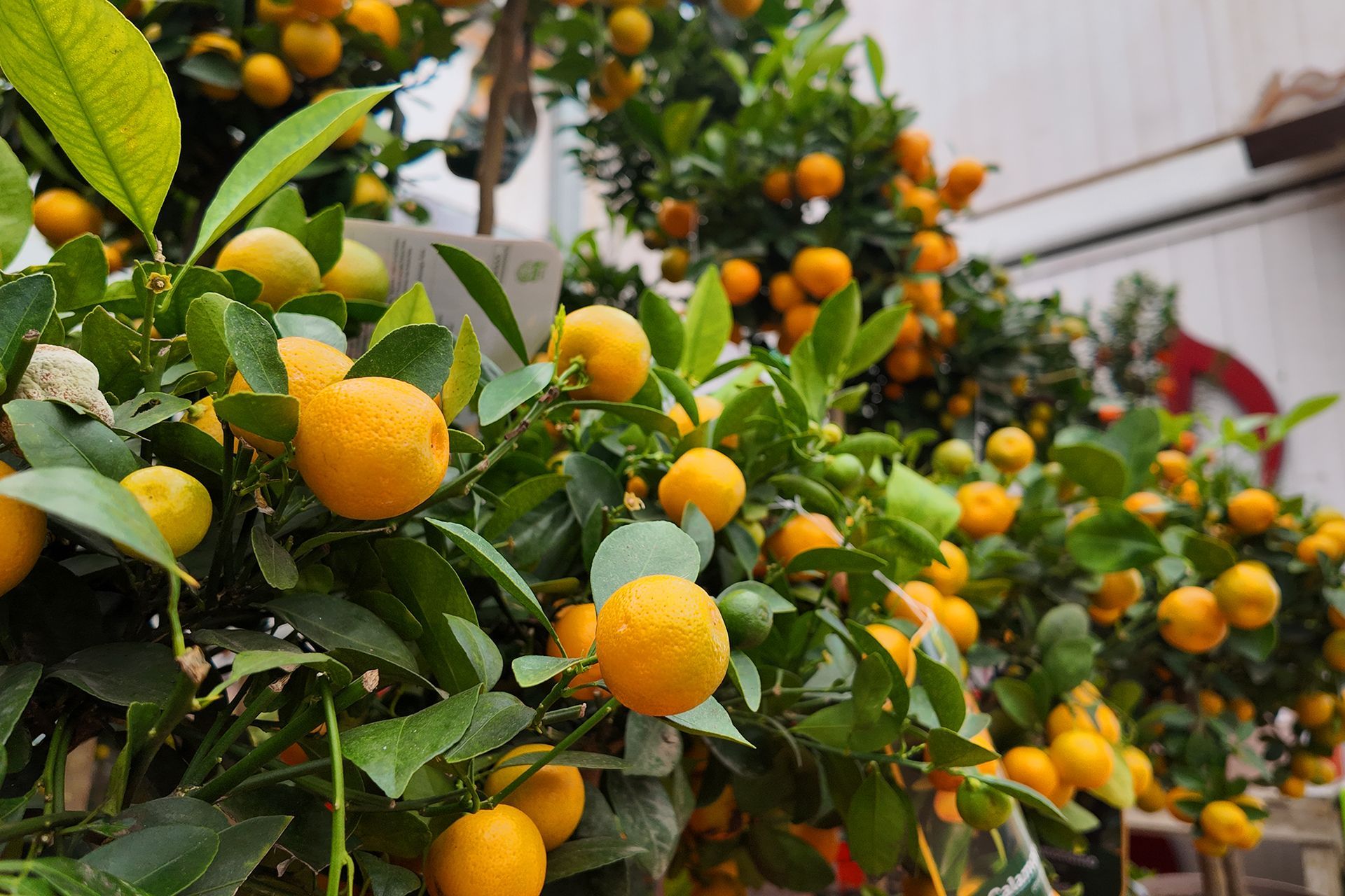 alberi da frutto e piante ornamentali