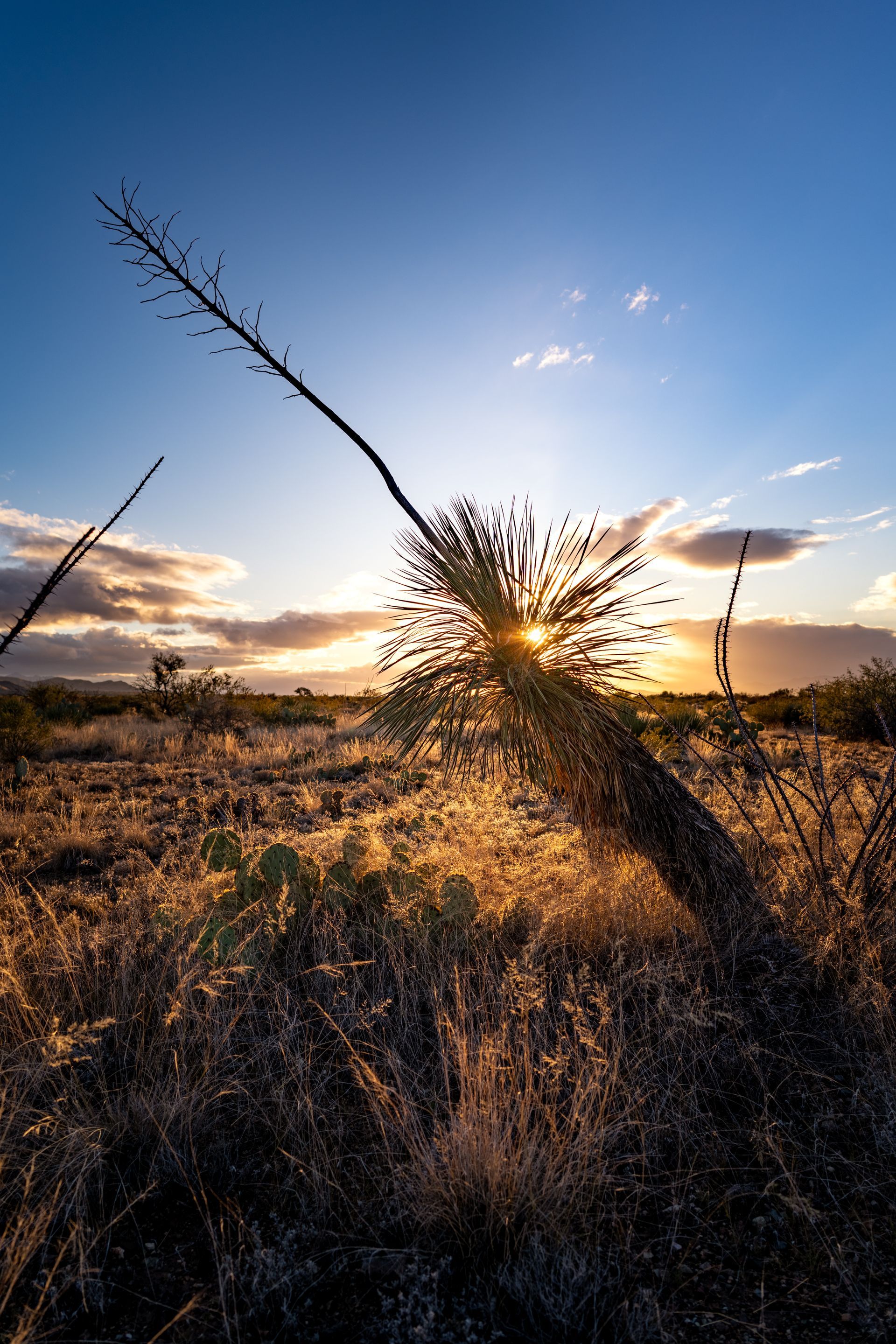 The sun is shining through a dandelion in a field at sunset.