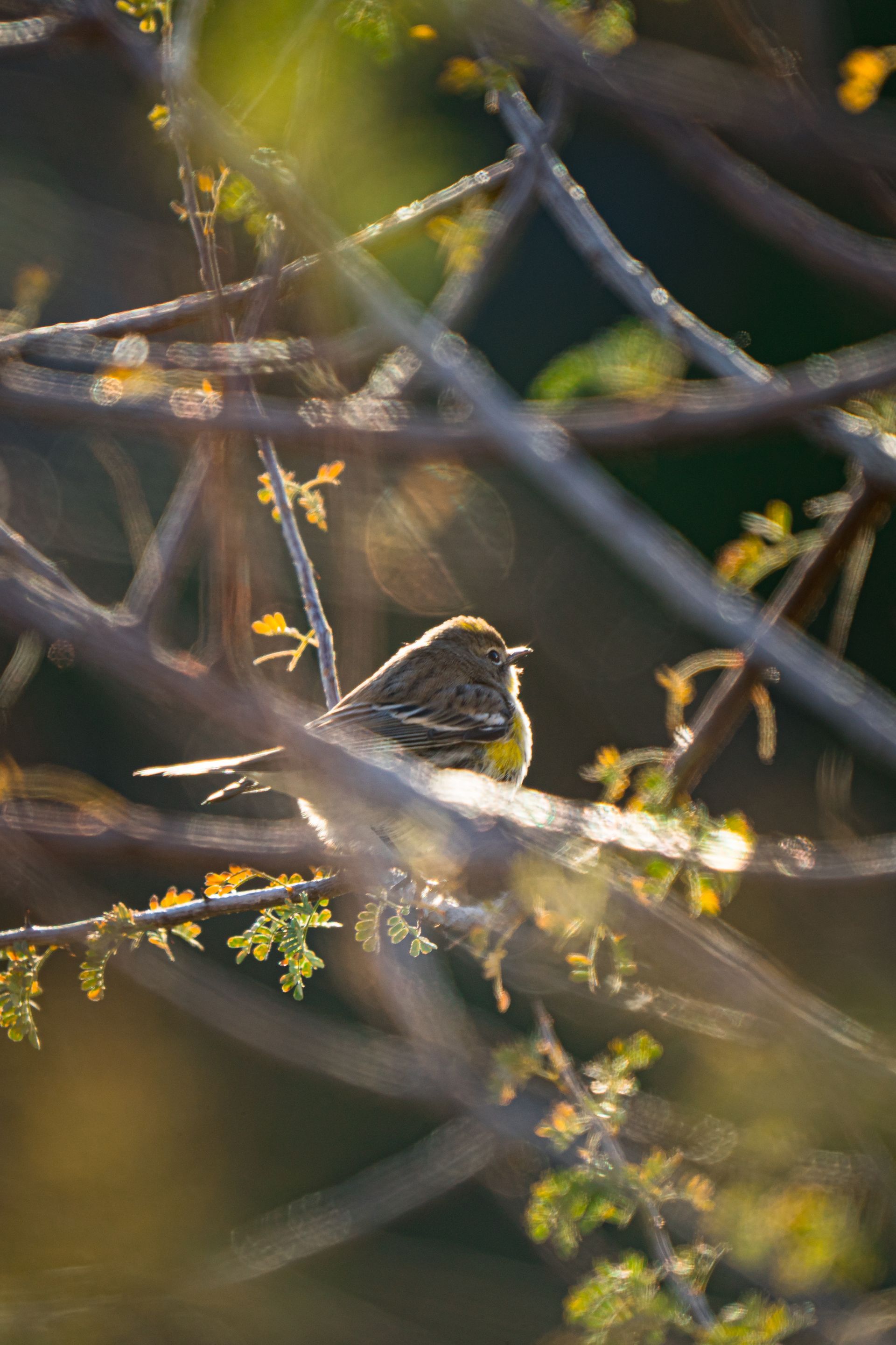 A small bird is perched on a tree branch.