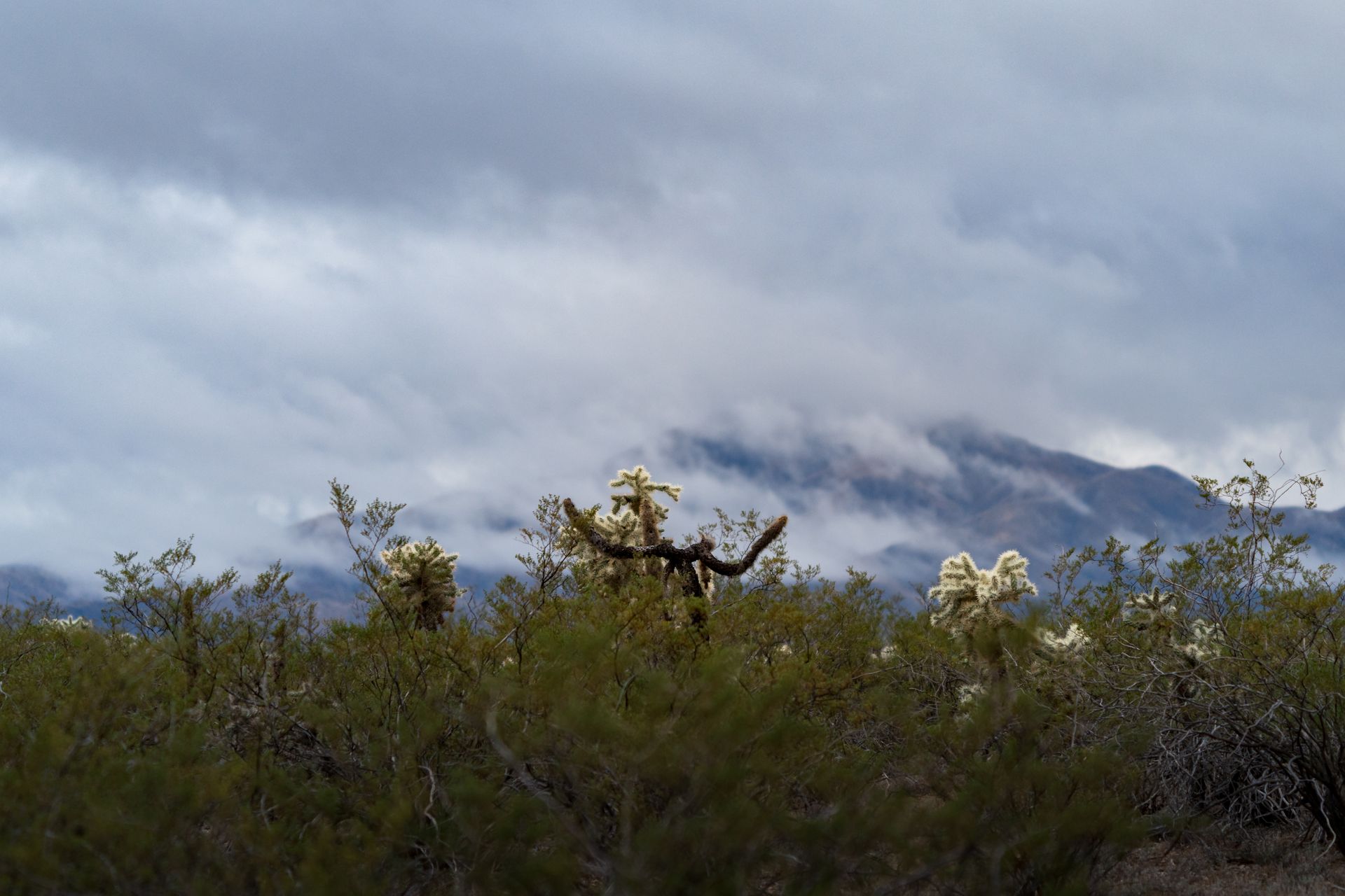 A desert landscape with mountains in the background and a cactus in the foreground
