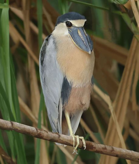 boat heron