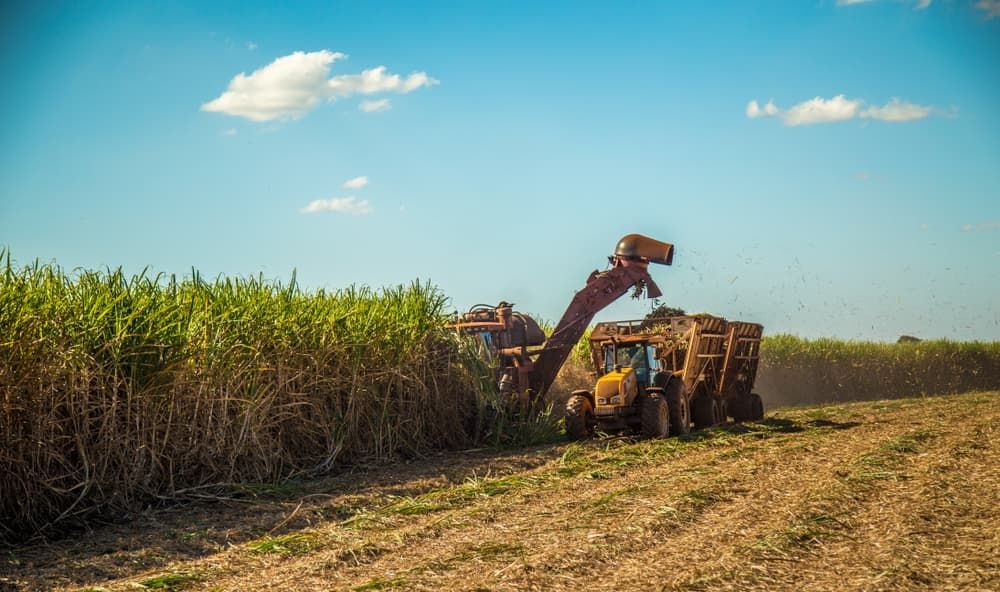 A tractor is cutting sugar cane in a field. — Gillies Enterprises Pty Ltd In Narrabri, NSW