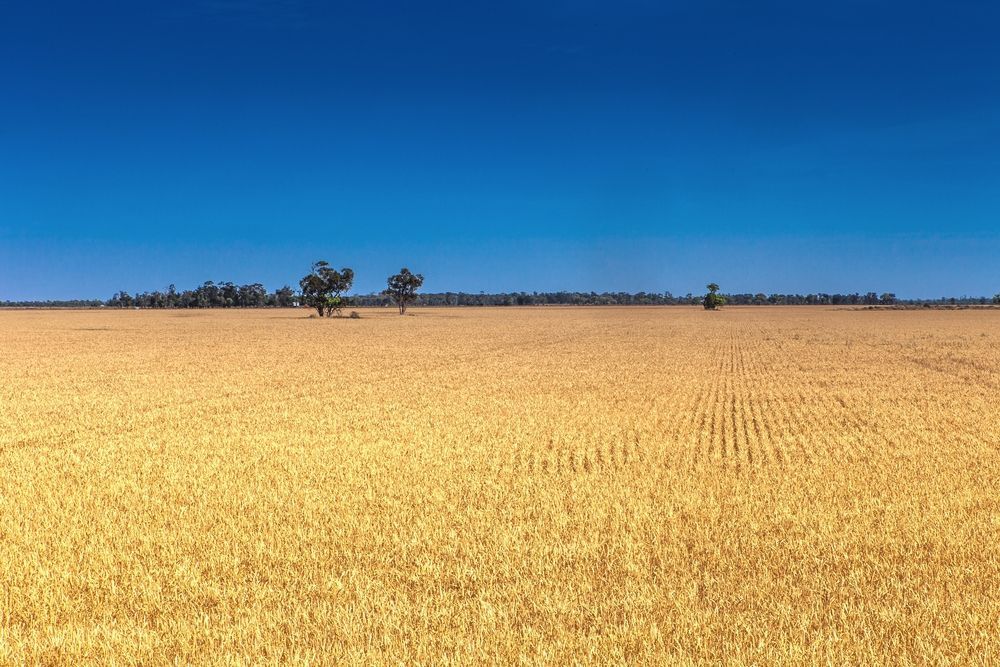 A Large Field Of Wheat With Trees In The Distance And A Blue Sky — Gillies Enterprises Pty Ltd In Moree, NSW