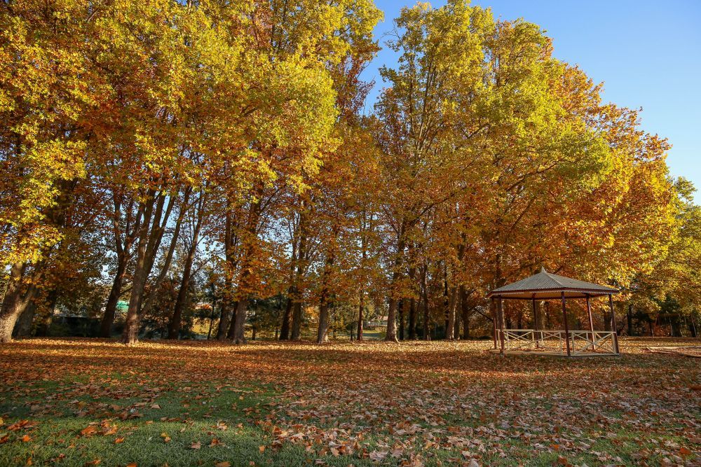 A Gazebo In A Park Surrounded By Trees With Yellow Leaves — Gillies Enterprises Pty Ltd In Coonabarabran, NSW