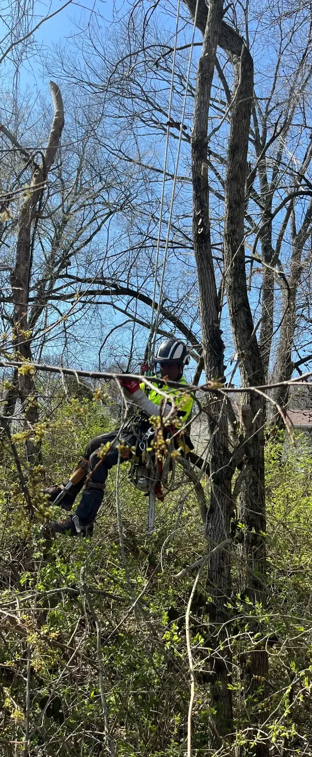 A man is sitting on a tree branch in the woods.