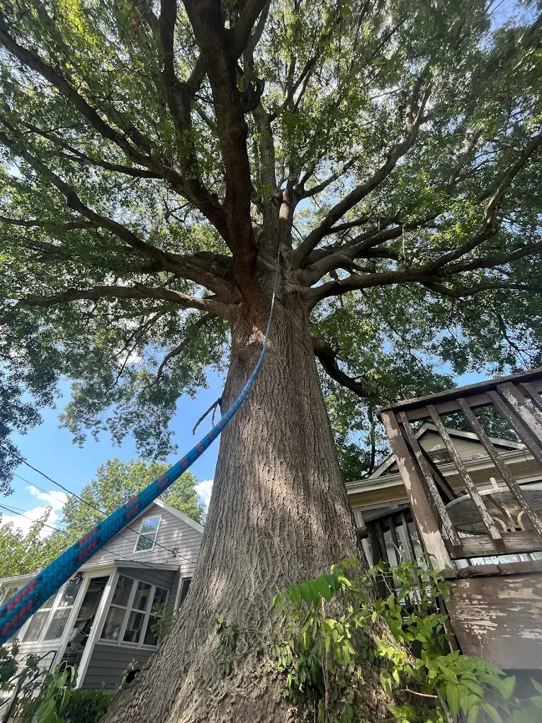 Looking up at a tree with a crane in front of a house.