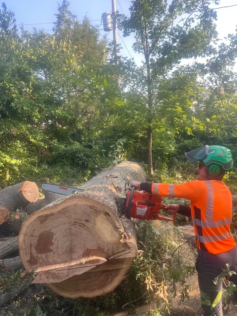 A man is cutting a tree with a chainsaw.