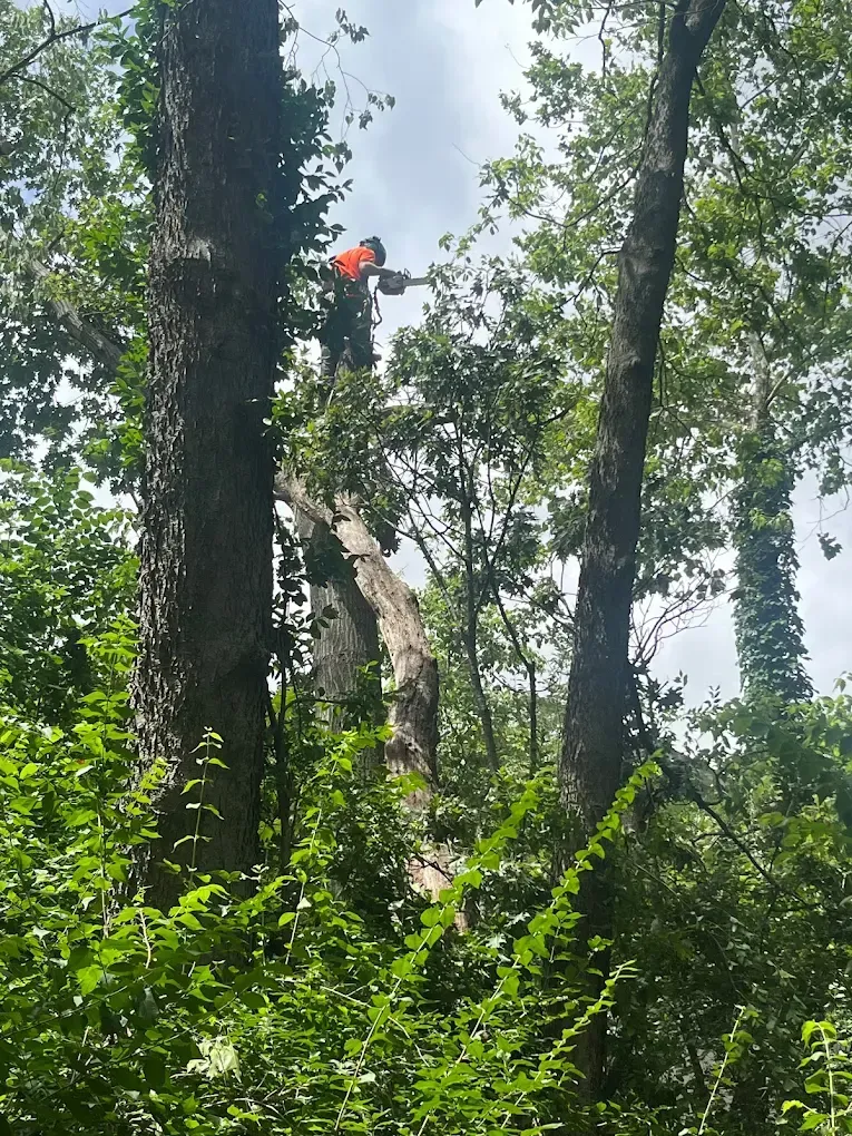 A man is cutting a tree with a chainsaw in the woods