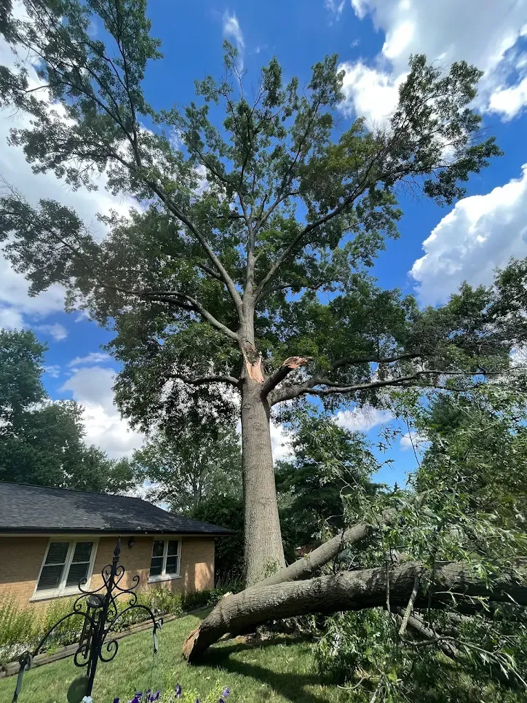 A large tree that has fallen in front of a house.