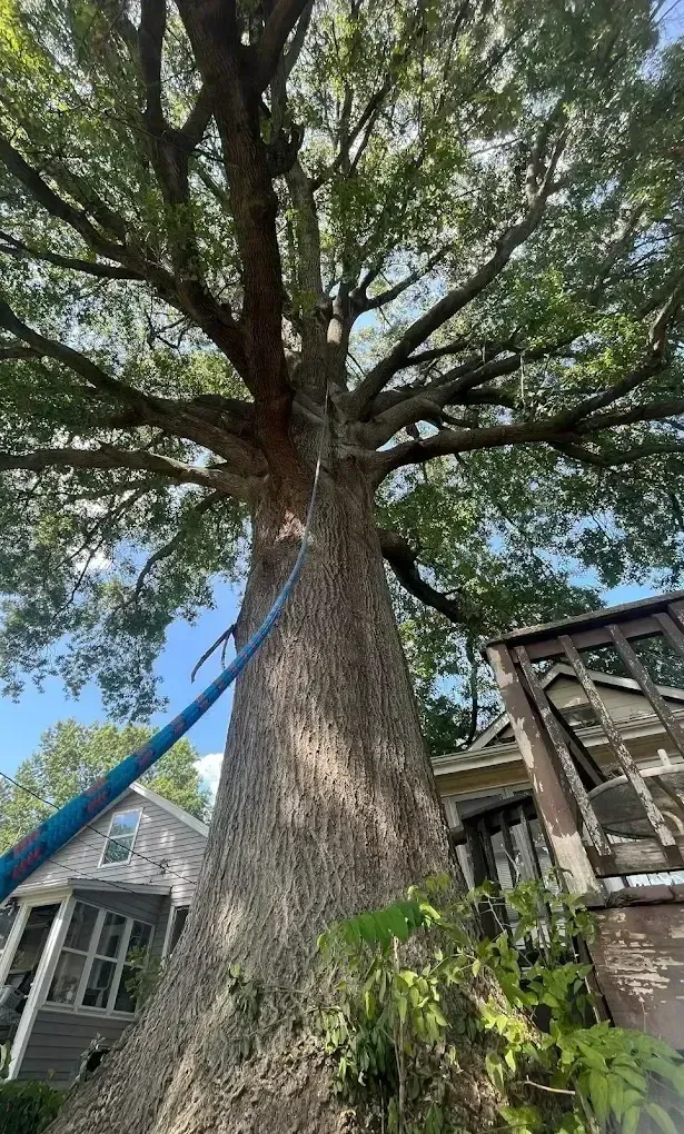 A large tree with a blue hose attached to it is in front of a house.