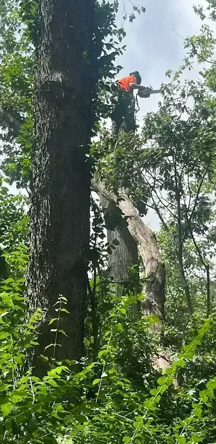 A man is cutting down a tree in the woods with a chainsaw.