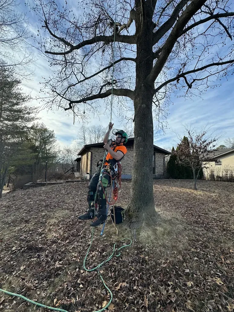 A man is climbing a tree in front of a house.