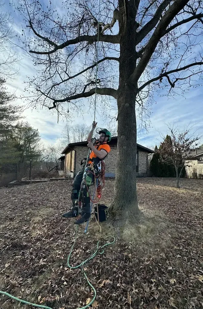 A man is climbing a tree with a chainsaw.