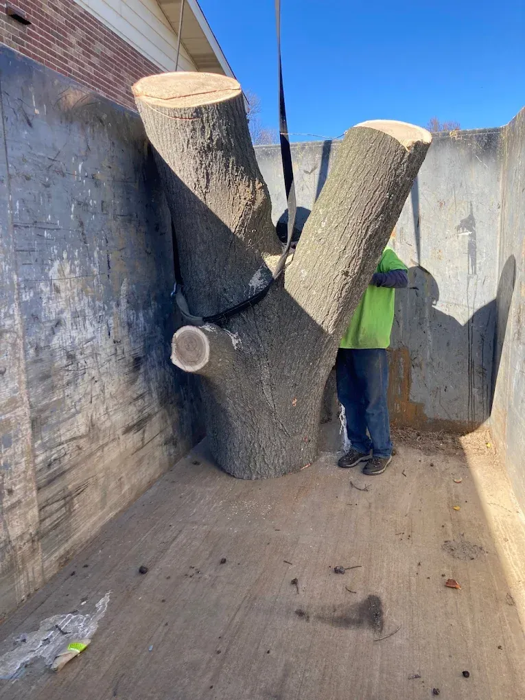 A man is standing next to a large tree stump being lifted by a crane.