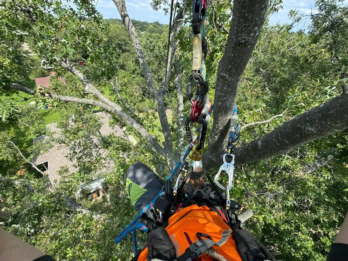 A person is climbing a tree with a backpack on their back.