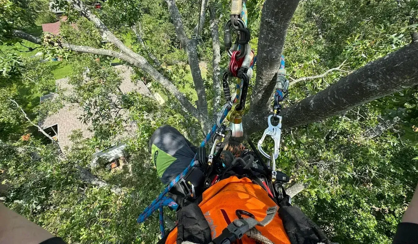 A person is climbing a tree with a backpack on their back.