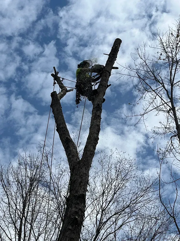 A man is climbing a tree with a chainsaw.